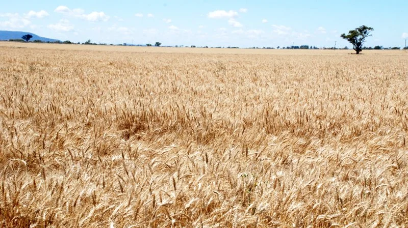 Australien, der er blandt verdens største producenter og eksportører af hvede, har været hårdt ramt af tørt og varmt vejr i år. De ugunstige vejrforhold forventes at få store konsekvenser for den australske hvedeproduktion.