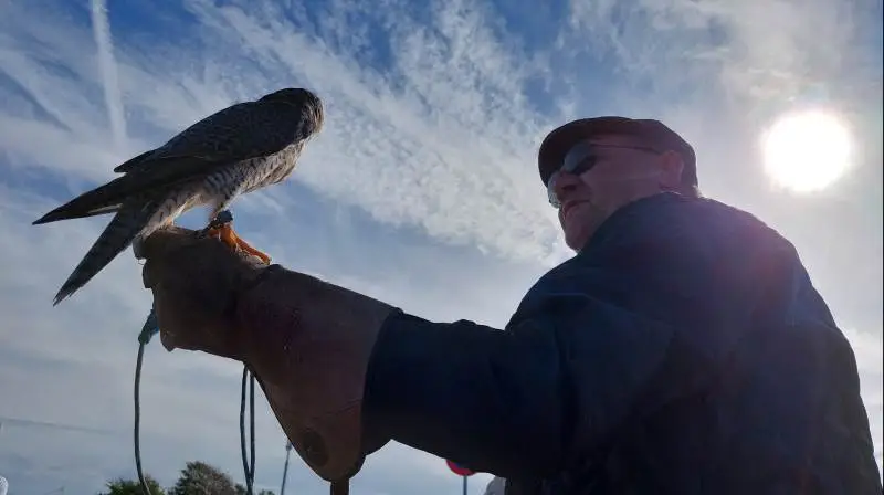 Flemming Salomonsen har de seneste fem år fokuseret på at bruge høge og falke til skadedyrsbekæmpelse. Fotos: Christian Carus