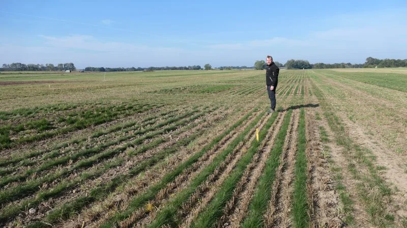 Spring i rækken, for dyb såning, eller ukrudt, der er etableret i rækken, bliver den nye udfordring i fremtidens præcisionsfrødyrkning, vurderer forsker René Gislum i forsøgsparcellerne på AU Flakkebjerg. Her er ukrudtsbekæmpelsen foretaget ved hjælp af radrensning. Fotos: Bøje Østerlund