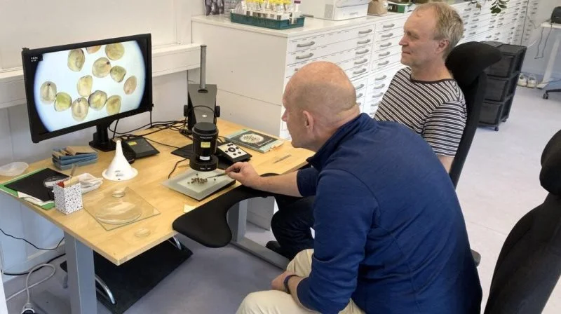 På billedet ses Michael Lyngkjær (forrest), teamleder for NordGen planteeksperter og Torben Asp, professor ved Center for Kvantitativ Genetik og Genomforskning ved Aarhus Universitet. Foto: NordGen