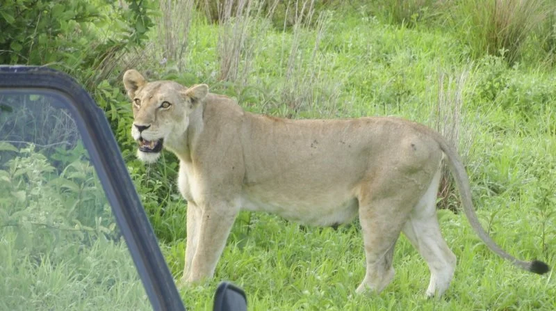 Der er store muligheder for at komme tæt på løverne som denne hunløve, når man er på safari i Tanzania. Fotos: rejs-og-oplev