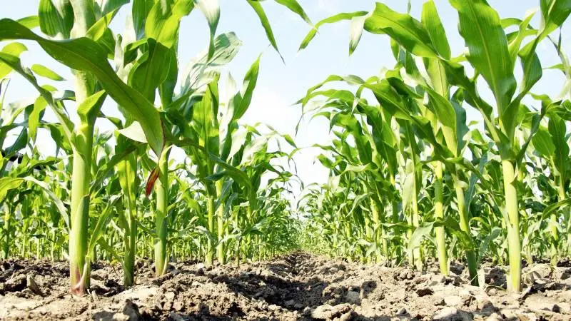 Majs er en vigtig afgrøde for landbruget. Hovedparten dyrkes til malkekøer og resten primært til svinefoder og biogas.