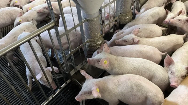 Lungesyge kan give større udgifter til foder og nedsat trivsel. Det kan forhindres ved at undersøge grisenes lunger før og efter tiltag, hvilket er en god måde at sikre, at tiltag virker efter hensigten. Foto: Ceva