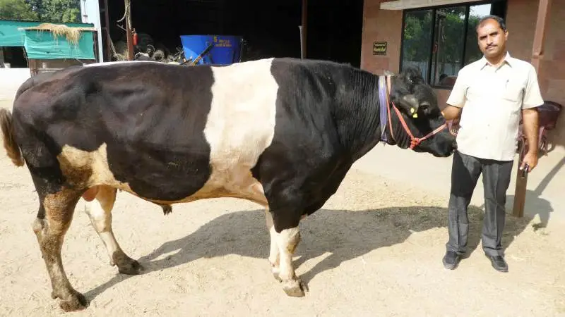 Kabari Sanjar har egen holsteintyr, men supplerer to-tre gange årligt med inseminør.