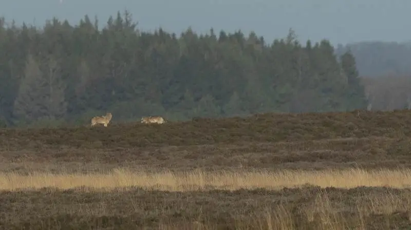 I 2024 vil det være mere sandsynligt, at man kan se ulve i Midt- og Vestjylland. Arkivfoto: Naturhistorisk Museum Aarhus