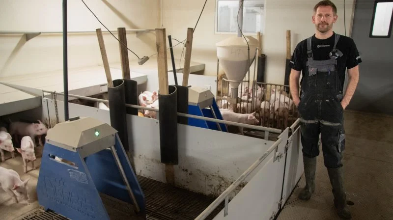 Kristoffer Hald har netop udvidet antallet af gennemløbsvægte i smågrisestalden fra en til to stk.. Vægtene er installeret i stier med henholdsvis de største og nogle gennemsnitlige grise for at kunne følge dem nærmere. Fotos: Anne Wolfenberg