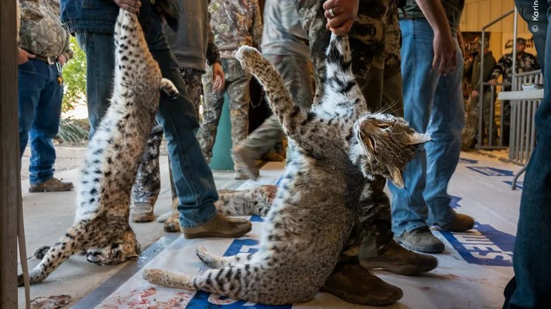 For nogle amerikanere er jagt på vilde dyr en hobby. I Texas er rovdyr som rødlos, puma og prærieulve ikke beskyttet af lovgivningen, så de må dræbes når som helst og med hvad som helst. I den vindende fotoreportage »De værgeløse« i kategorien »Bedste fotoreportage«, dokumenterer Karine Aigner de konkurrencer og stævner, der fejrer drabene. Foto: Karine Aigner, Wildlife Photographer of the Year