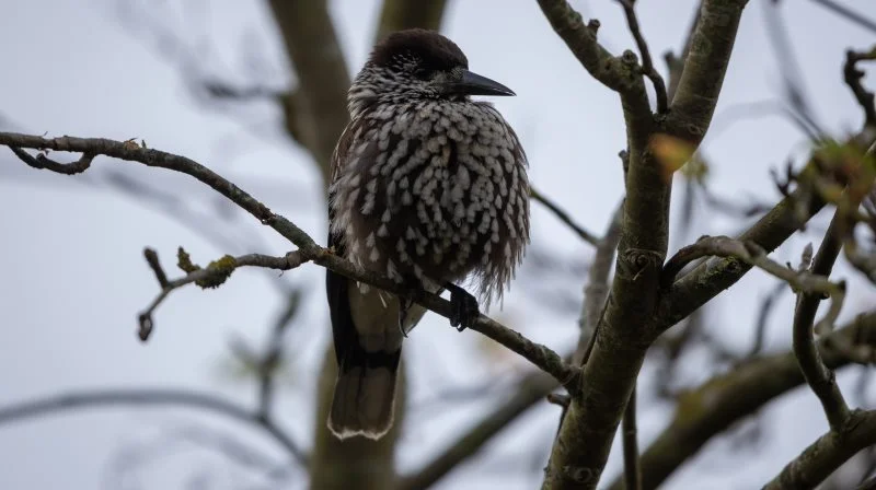 Nøddekrigen er en sjælden, plettet kragefugl fra nord med kraftigt næb og mørk fjerdragt. Den ses i Danmark om vinteren, især i år med fødemangel i Sibirien og Østeuropa.