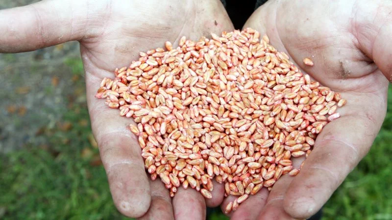 Markedet for såsæd er meget usædvanligt lige nu. Der er stort set ingen såsæd og ingen priser, oplyser AgroMarkets. Arkivfoto