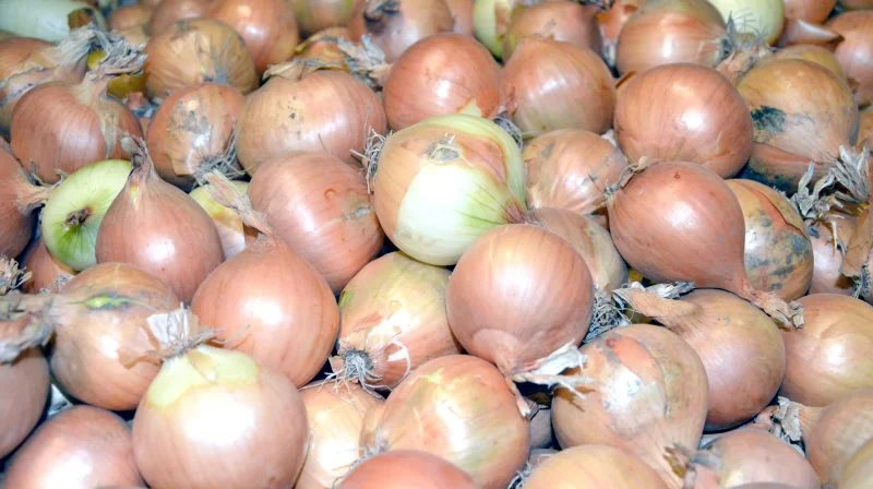 Avlerforening holder stort årsmøde