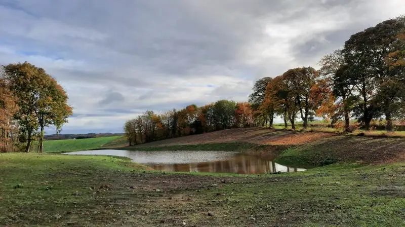 Private lodsejere, foreninger og organisationer kan søge Naturfonden om penge til deres lokale naturprojekt, der skal give vilde dyr og planter flere og bedre levesteder til lands eller til vands. Foto: John Ankersen