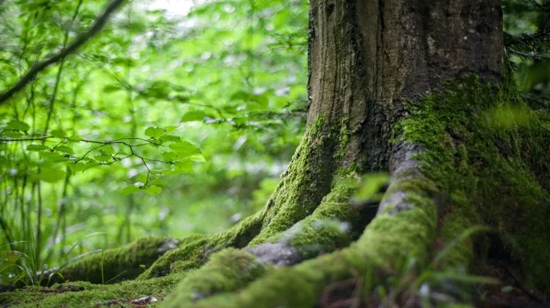 Ifølge professor i sociologi på Aalborg Universitet Michael Hviid Jacobsen er vores begravelseskultur under konstant, men også langsommelig forandring.
– Interessen for forskellige former for skov- og naturbegravelser samt udviklingen, hvor flere ønsker familiegravsteder også på skovbegravelsespladserne, har været langsomt, men sikkert stigende, siger han. Foto: Skovbegravelse ApS