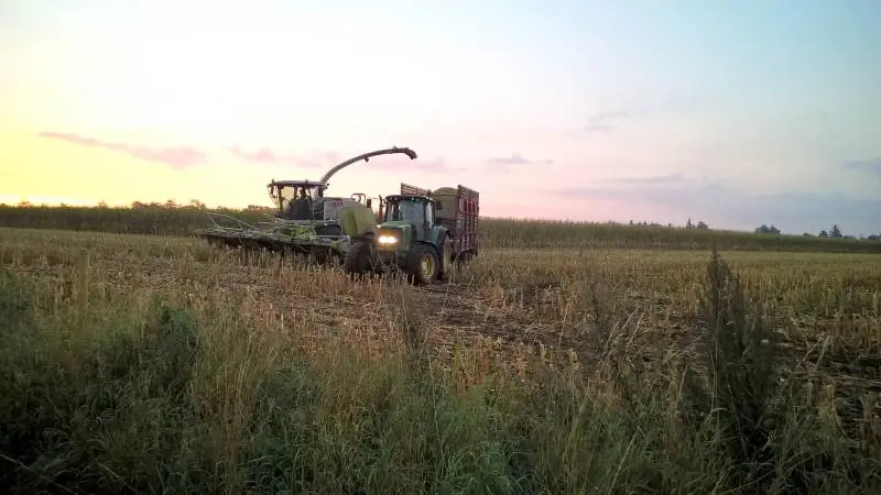 Det kan koste op til 650 kroner pr. hektar i tabt udbytte at høste sine majs til ensilage for sent i forhold til det optimale tidspunkt.