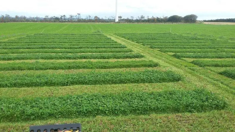 Agri Nord har forsøgsmarker med græssorter og græsblandinger, og har oplevet at der er stor forskel mellem sorter og blandinger.