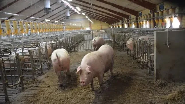 European Protein fortæller blandt andet om deres foderkoncept »De første 175 dage« og erfaringerne bag på årets Nutrifair.