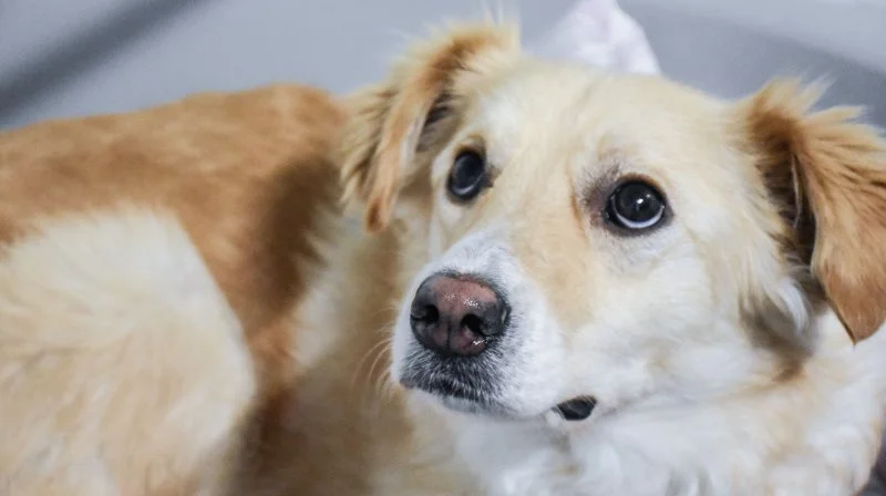 I 2027 kan sydkoreanske hunde ikke længere betragtes som mad, men udelukkende som kæledyr, som vi kender det i den vestlige verden. Arkivfoto