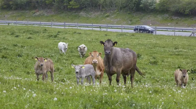 Murray Grey er en af de kødkvægsracer, som har oplevet fremgang i antallet af dyr siden sidste år. Racen er nu oppe på 435 registrerede dyr. Arkivfoto: Tenna Bang
