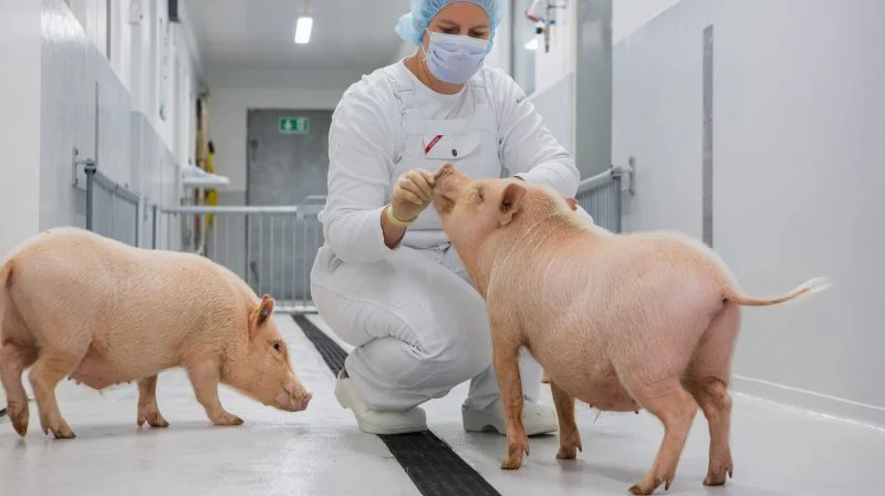 Fuldt udvokset vejer Göttingen Minipigs 30-40 kg. Her ses en medarbejder socialisere med en minigris. Fotoet er taget i virksomhedens forskningsafsnit. Foto: Göttingen Minipigs