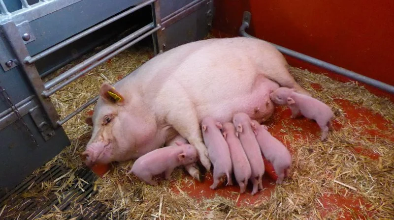 Der er 500 avlssøer og 35 orner i besætningen i Ellegaard Göttingen Minipigs, der ligger ved landsbyen Eggeslevmagle syd for Slagelse. Foto: Göttingen Minipigs