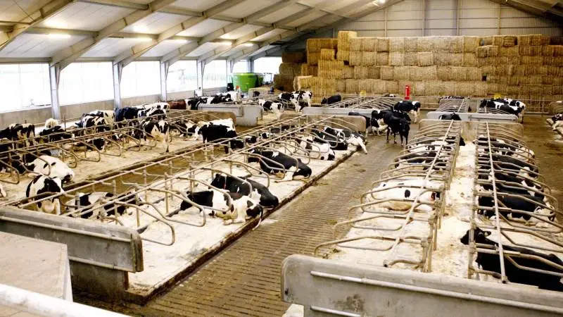 Årsmødet i Holstein Fyn på næste tirsdag indledes i stalden hos Per Villebro. Arkivfoto