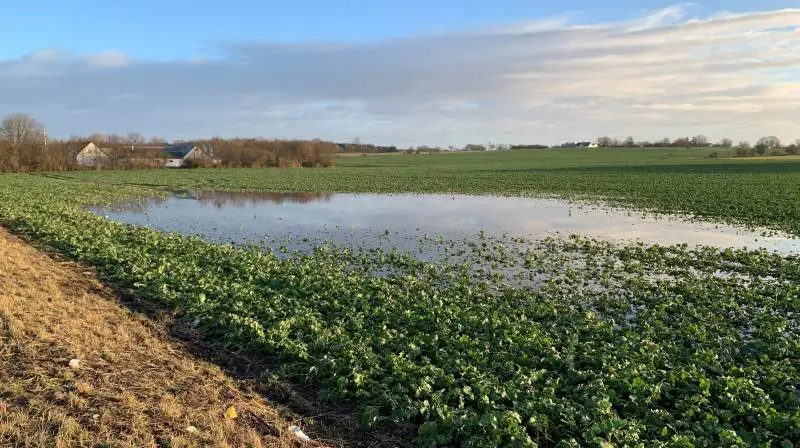På mange marker står større eller mindre områder under vand, og landmænd frygter naturligvis for lavere udbytter. Foto: Jesper Hallgren