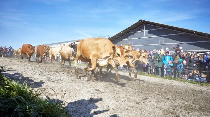 Der er alle mange tilskuere, når de økologiske køer kommer på græs. Arkivfoto
