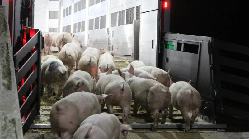 Hvor meget friplads skal grise have over deres hoveder, når de bliver transporteret? Ifølge SamMark har Fødevarestyrelsen intet fagligt belæg for de nye krav, der bliver stillet i en ny bekendtgørelse, der træder i kraft om syv år. Arkivfoto: Anne Wolfenberg