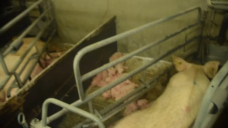 En af fordelene ved at bruge avlsprogrammet fra Topigs Norsvin er, at den enkelte so selv kan passe pattegrisene. Her ses billeder fra en svinestald med TN70. Foto: Henning Andersen