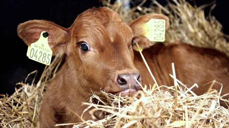 Husdyrproducenter, især kvægproducenter, mangler halm efter den dårlige og våde høst, erfarer man hos DanskHalm, der gerne vil hjælpe, hvor det er muligt. Arkivfoto.