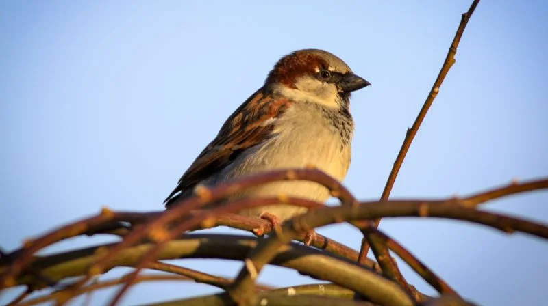 Gråspurven er en af Danmarks mest almindelige fugle og lever tæt på mennesker over hele verden. Hannen kendes på sin sorte hagesmæk, og arten lever af frø om vinteren og insekter om sommeren.