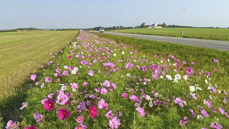 Via LMO og SLF kan man få sået blomster på sine markarealer. Arkivfoto