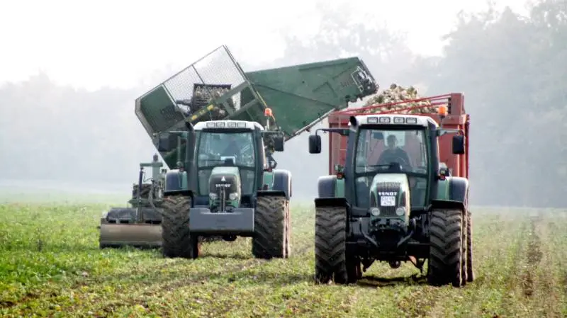 En del sukkerroedyrkere betalte omkring årtusindeskiftet for meget produktionsafgift på sukker, og de skal derfor nu have penge retur. Foto: Jørgen P. Jensen