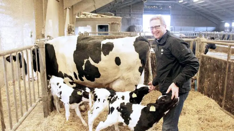 For første gang i landmand Asger Christensen 37 år lange karriere har en af hans køer fået trillinger. De tre kviekalve har fået navnene Kylle, Pylle og Rylle. Foto: VikingDanmark