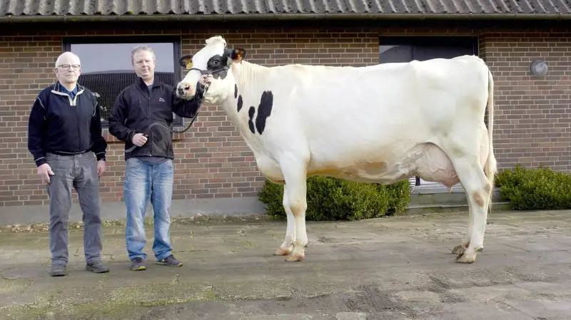 Jens Oluf og Bo Madsen stiller på Agro Nord blandt andet med denne 4. kalvsko efter Gold Chip. Hun er mor til den Bolus-datter, som familien sætter på auktion i Aars om aftenen. 4-kalvs koen er samtidig nært beslægtet med tyren Mavi, som er født i samme besætning.