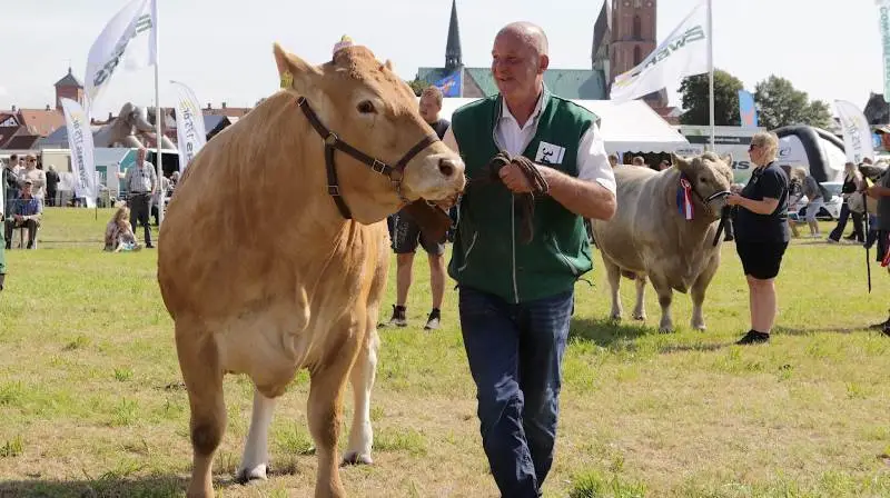 Der er masser af dyr i dyrskueringen igen i år, når Ribe Dyrskue kan opleves den 26. juli på Hovedengen i Ribe.