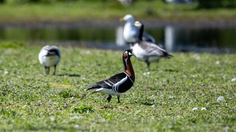 Rødhalsede gæs er sjældne gæster i Danmark og kendes på deres hvide flanker og hvide kindplet. De ses ofte blandt bramgæs under forårstrækket og stammer fra den nordsibiriske tundra.