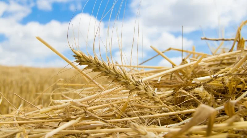 Den russiske hvedeproduktion står over for alvorlige udfordringer, da ekstremt vejr har ramt flere nøgleområder i landet.