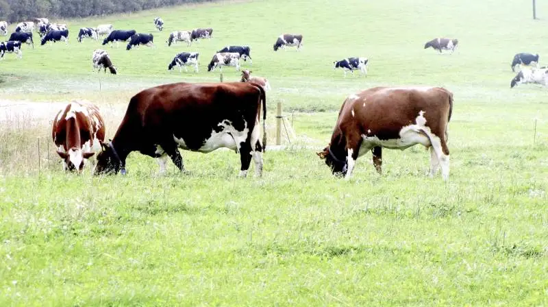 - Det kan naturligvis have store konsekvenser, hvis ens græsmark pludselig udpeges som §3-areal, påpeger advokat Birgitte Nygaard Christensen. Efter en nyligt vundet sag er hun yderligere styrket i hendes vurdering af, at det er en fordel at lade domstolene afgøre sådan en uenighed i stedet for at vente på en mangeårig klagesag, som efter hendes erfaring sjældent falder ud til lodsejerens fordel. Arkivfoto