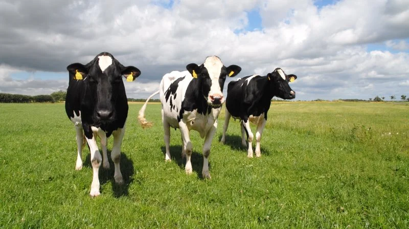 Kvægdyrlægerne fra Dyrlægegruppen Vestjylland glæder sig til at få en god snak med de mange landmænd, som ventes at besøge Lemvig Marked og Dyrskue, men også smådyrsejere er velkomne på standen, som deles med landboforeningen, da dyrlægevirksomheden også har smådyrspraksis.