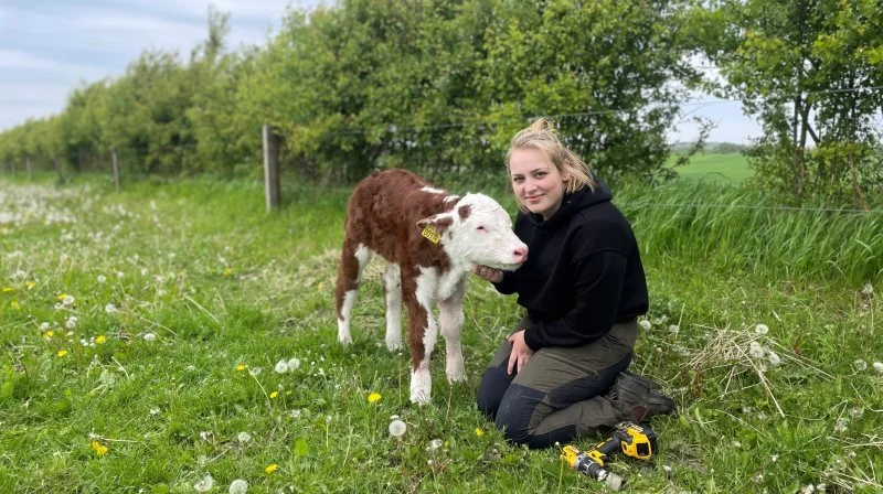 Clara Birkholm Nielsen, Svalehøj Hereford glæder sig til Det Fynske Dyrskue, hvor hun blandt andet skal have kalven Vigan med. Fotos: Lotte Birkholm Larsen
