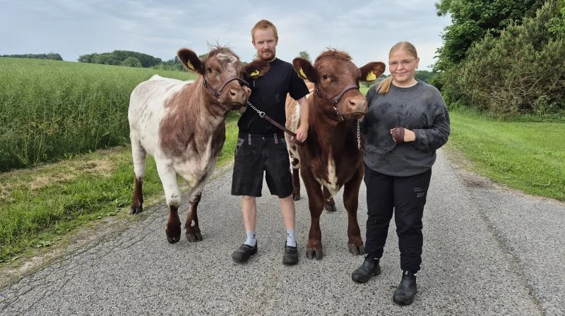 Thomas Pinstrup stiller med tre korthorns-kvier og får god hjælp af lillesøster Mathilde. Fotos: Tenna Bang