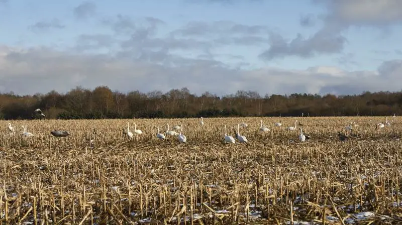 Viborg Kommune og virksomheden BioCirc Group ApS vil i fællesskab udvikle en såkaldt landbaseret energi-ø. I første omgang går det ikke ud over gæssene, der lever i området, men på længere sigt er planen, at gæssenes marker bliver inddraget. Arkivfoto