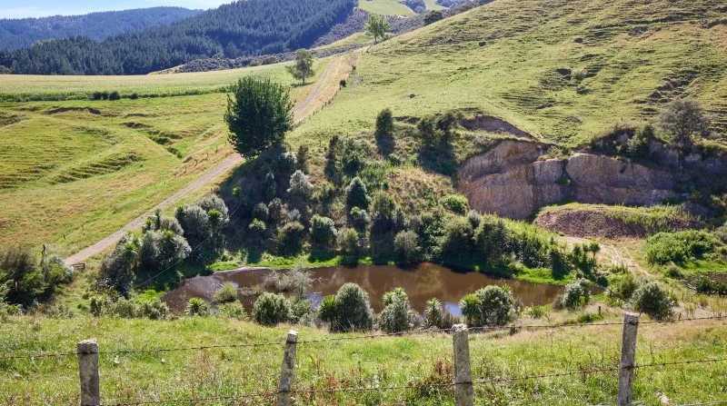 New Zealandske landmænd slipper nu for en CO2-afgift. Landet er stærkt afhængige af den indtægt, som landets kvægproducenter genererer. Arkivfoto: Niels Damsgaard Hansen
