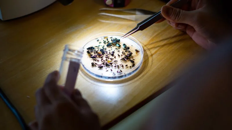 Men kan bekæmpe ukrudt biologisk fx ved at bruge insekter, der er naturlige fjender af ukrudtet. Men hvad gør det ved økosystemet? Det skal et nyt projekt se nærmere på. Arkivfoto: Daniel Barber