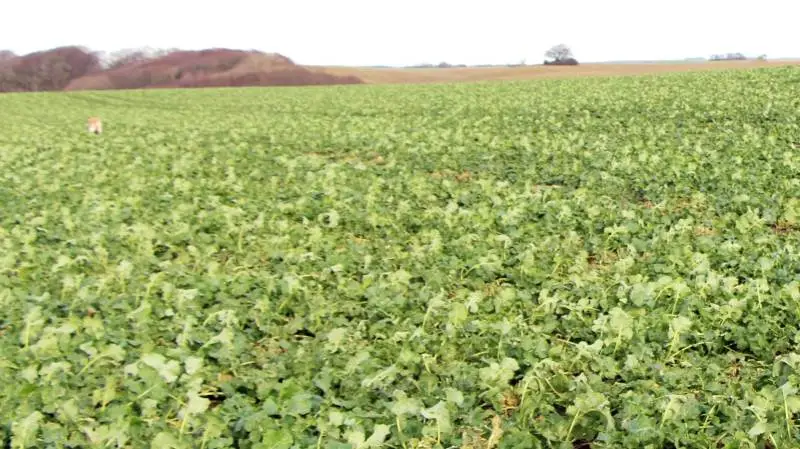 Det forgangne års tørre sommerperiode er blevet efterfulgt af et mildt efterår og vinter, og det har givet de danske marker en virkelig god start med potentiale for store udbytter – eksempelvis inden for raps. Foto. LMO