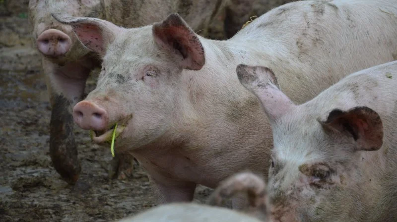 Ifølge erhvervsavisen Børsen viser tal fra Landbrug & Fødevarer, at Danmark eksporterede 205.000 ton svineprodukter til Kina i 2023, hvilket svarer til en lille ottendedel af svineproducenternes samlede eksport. Arkivfoto