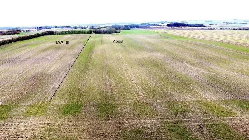Dronefoto af Hvede 2,0 demo-marken på Mariesminde Landbrug sidste år den 10. april. Det er sorten KWS Lili til venstre og sorten Vibog til højre i marken. Bemærk en forskel på vækststarten fra sidste år og til i år – og dette foto er endda taget en måned længere fremme end nu. Arkivfoto