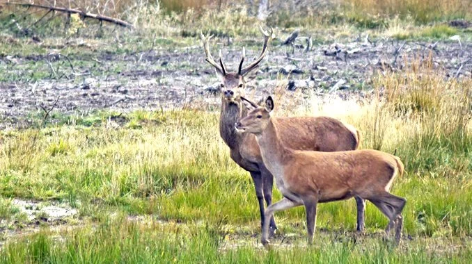 Foto: Colourbox