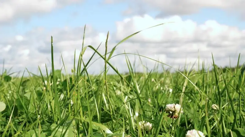 Mere brug af kløvergræs er én af de værktøjer, som planteavlere kan anvende for at mindske klimaaftrykket fra bedriften. Arkivfoto