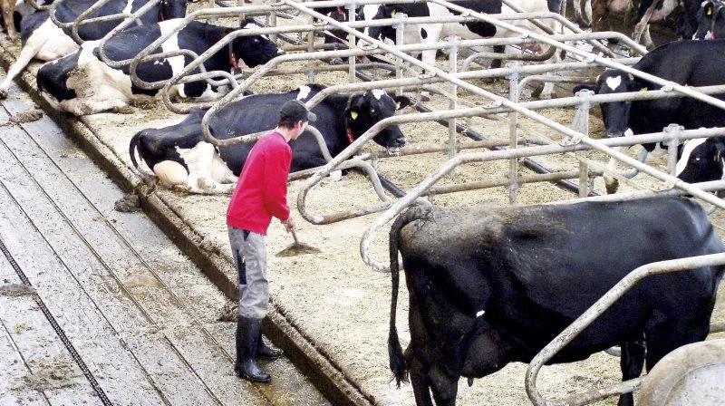 Med trepartsaftalen er der risiko for, at nedgangen i mælkeproduktionen i Danmark kan blive større end forventet. Dette kan tvinge Arla til at overveje, om de skal fastholde deres hovedaktiviteter i Danmark, skriver Jens Schjerning i sit debatindlæg. Arkivfoto